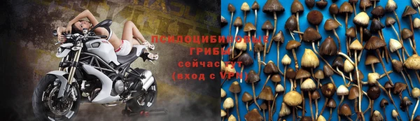 PSILOCYBIN Карталы